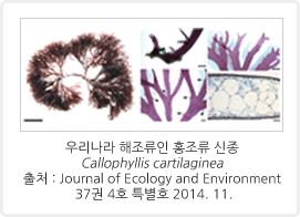 자생생물 조사·발굴 관련 이미지입니다. 우리나라 해조류인 홍조류 신종 Callophyllis cartilaginea / 출처 : Journal of Ecology and Environment 37권 4호 특별호 2014. 11.