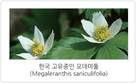 한반도 고유종 특성 평가 및 총람 발간 관련 이미지입니다. / 한국 고유종인 모데미풀(Megaleranthis saniculifolia)