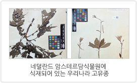 고유생물자원 해외 반출소장 현황 분석 관련 이미지입니다. / 네덜란드 암스테르담식물원에 식재되어 있는 우리나라 고유종
