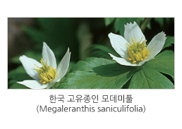한반도 고유종 특성 평가 및 총람 발간 관련 이미지입니다. / 한국 고유종인 모데미풀(Megaleranthis saniculifolia)